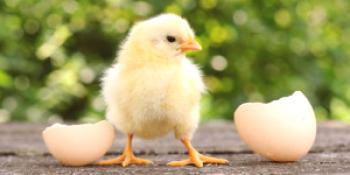 ¿Qué diferente incubación de huevos de gallina es - qué modo