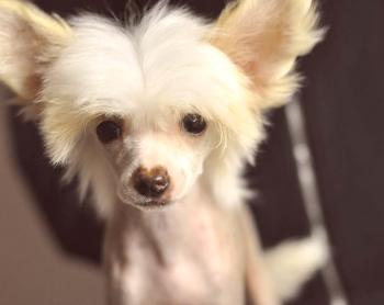 Китайско куче по бобтейл: снимка, описание на породата, видео, характер