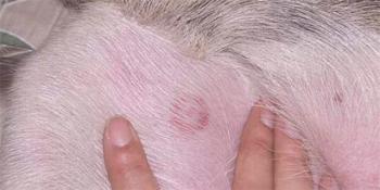 Čarovnik borelliosis (Lyme bolezen) pri psa: simptomi in zdravljenje