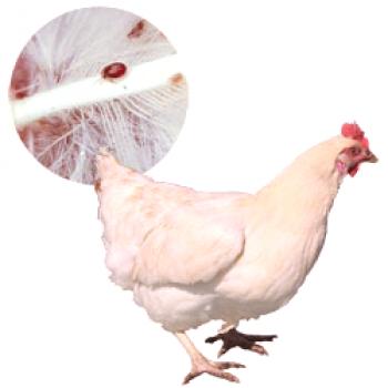 El ácaro del pollo: cómo deshacerse de la lucha y la prevención