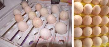 Incubación de huevos de pavo en casa.