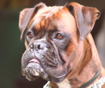 Boxer Dog: una descripción de la raza, foto, personaje, video, cuidado