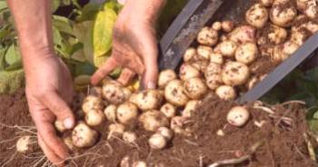 Cultivo de patatas a partir de semillas en casa.