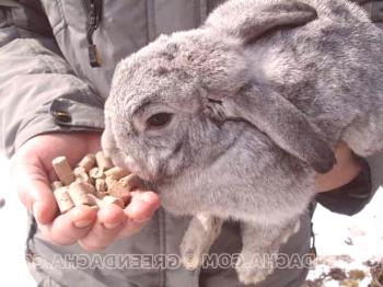Conejo alimentando conejos en invierno