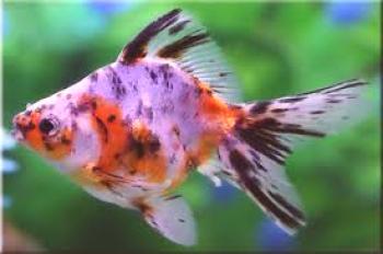 Kaj so akvarij z zlatnimi ribicami, običajne vrste