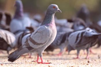 Blue Pigeon: Pregled domačih in divjih kamnin