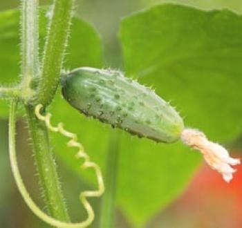 Pashminking kumare v rastlinjaku, video: kako pravilno vrteti kumare v rastlinjaku