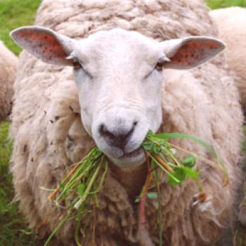 Alimentar ovejas en casa: comer, cómo alimentar
