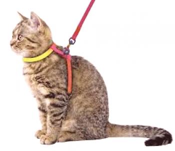 Cómo usar un kit de bagre o gato, cómo elegir la forma correcta de caminar, qué snook