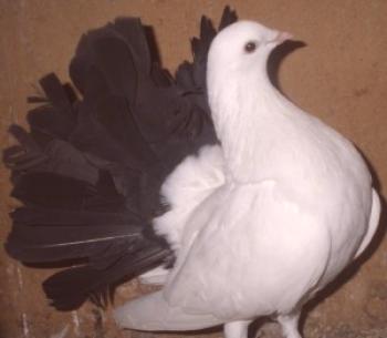 Cuánto cuestan las palomas en un mercado de aves: fotos y precios