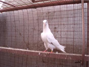 Descripción y características de las palomas pakistaníes con foto.