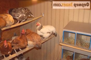 Dezinfekcija kokošinjca: kaj storiti s parazitom in okužbo