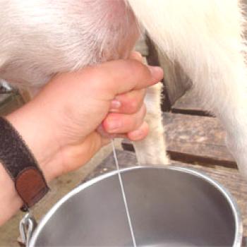Kako dajati in jesti kozo desno: nasveti in opis