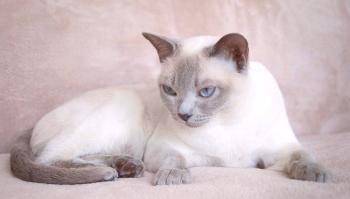 Tonkinskaya cat (tonkinesis): foto, precio, descripción de la raza, personaje, video, guardería