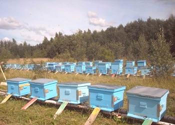 ¿Qué razas de abejas se reproducen en Rusia?