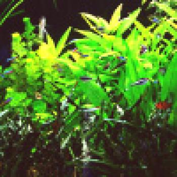 O sistemih dobave CO2 v akvariju z rastlinami