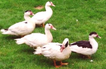 Duck Mulard: hranjenje in pravilno rast