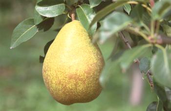 La pera es buena y mala para el cuerpo: vitaminas en peras.