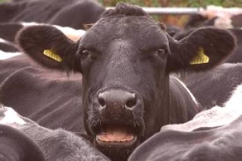 Las enfermedades de las vacas son transmitidas y peligrosas para los humanos.