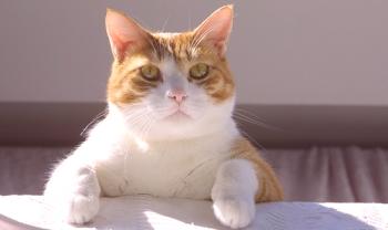 Forraje para gatos Frisiskes (Friskies) - opiniones y consejos de veterinarios