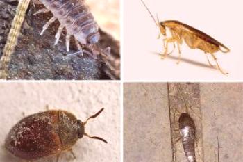 Insectos caseros en el apartamento: fotos y nombres.