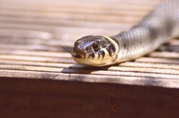 Kako prestrašiti kače: najboljši naravni in kemični repelenti kače