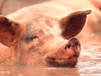 Los cerdos de engorde más efectivos: video.