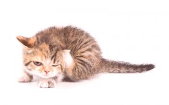 Kako se znebiti bolh mačke v stanovanju
