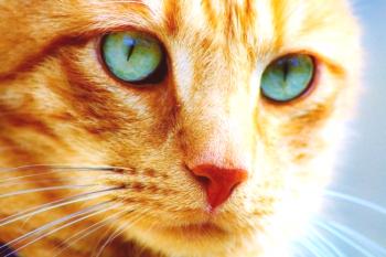 Zakaj ne moreš gledati mačke v oči: lepa legenda in znanstvena razlaga