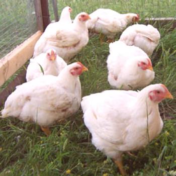 Pollos de engorde: criar, alimentar, mantener, criar