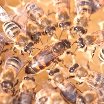 Koledar umika čebelje maternice, cikli razvoja čebelnjakov po dnevih (materinstvo)