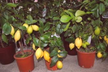 Cuidado del limón en casa: Foto y video