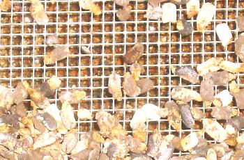 Ascosphorus на пчелите