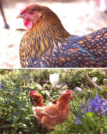 Criar pollos en casa es una revisión - consejos para amamantar