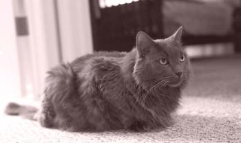 Mačka Nibelung: fotografija, cena, opis pasme, značaj, video, vrtec