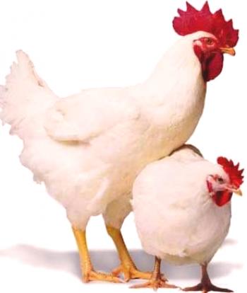 Cultivo de pollos de engorde en el país.