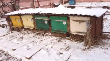 Зимни пчели: Сравнение на зимни кошери на улицата и в Омск