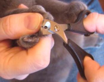 Cómo cortar las garras de un gato: cómo cortar adecuadamente en casa, con qué frecuencia cortar, ¿por qué y por qué?