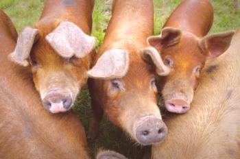Especies de cerdos Durok: características, fotos, opiniones.
