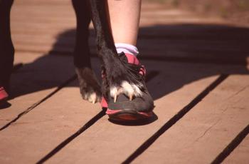 Cómo enseñar a un perro a caminar entre las piernas.