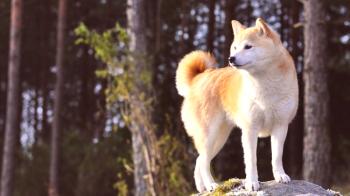 Khatiko - raza de perro akita-inu (foto): excelente compañero y tacaño