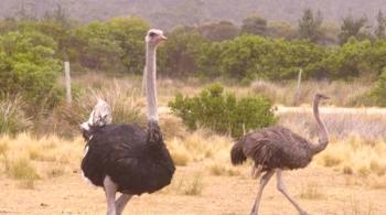 Donde vive el avestruz: todo sobre las peculiaridades de la zona natural donde vive el ave