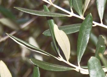Las hojas de olivo son un gran regalo de la naturaleza.