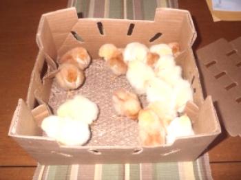 Vzdrževanje piščancev doma: pravila in predpisi
