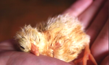 Osnove gojenja piščancev po inkubatorju