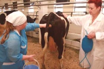 Zložljive krave z biki: foto in video pregled