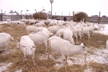 Zimska krma za koze