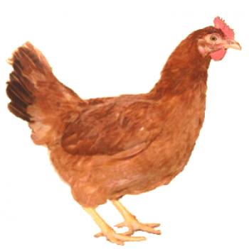 Pollo rojo de Ereván: descripción, descripción y foto