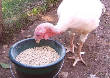 Recomendaciones de aves de corral experimentadas y veterinarios que alimentar a los pavos.