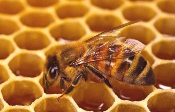 Miel pulidora: propiedades útiles.